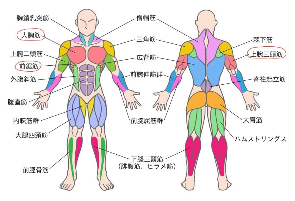 二の腕と肩甲骨周りの筋肉図解