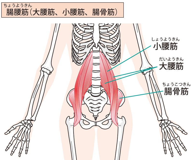 腸腰筋(大腰筋・腸骨筋・小腰筋)の解剖図イラスト
