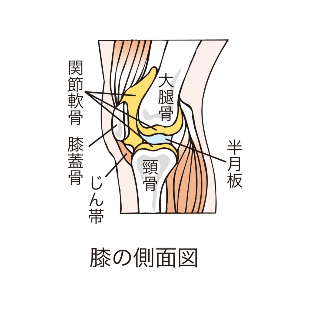 膝関節の構造と周囲の筋肉を示した解剖イラスト。爽健美ピラティス鎌倉。